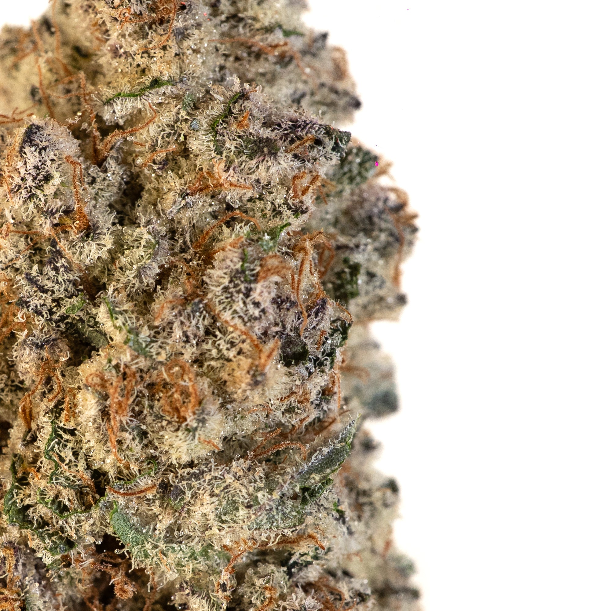 Subzero – Exotic Indica-Dominant Hybrid THCa Flower