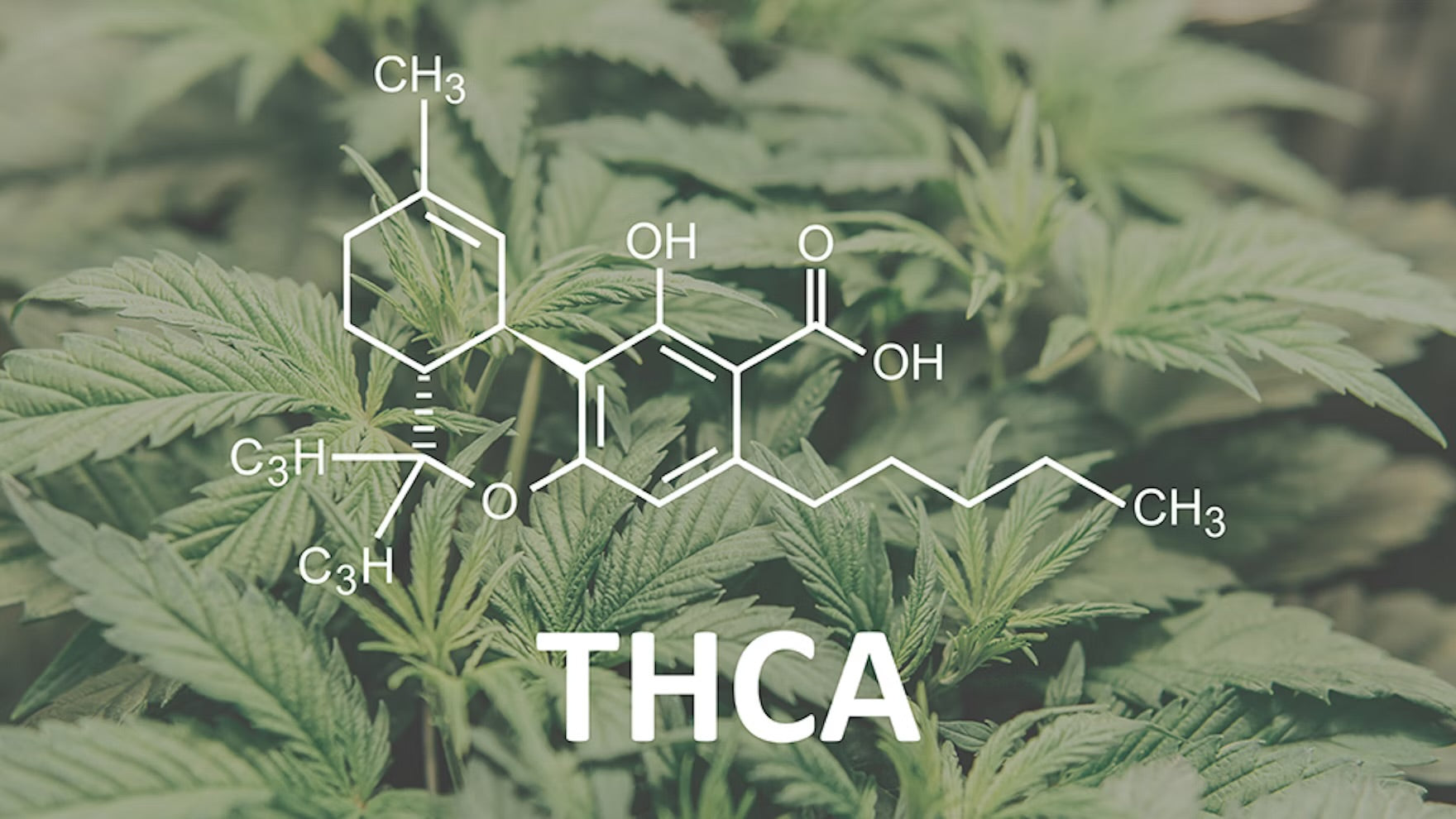 Is THCa Legal?